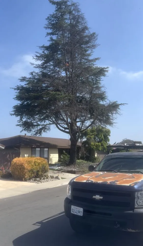 Affordable lawn care service for residential properties across San Diego, CA - San Diego Arbor Aid