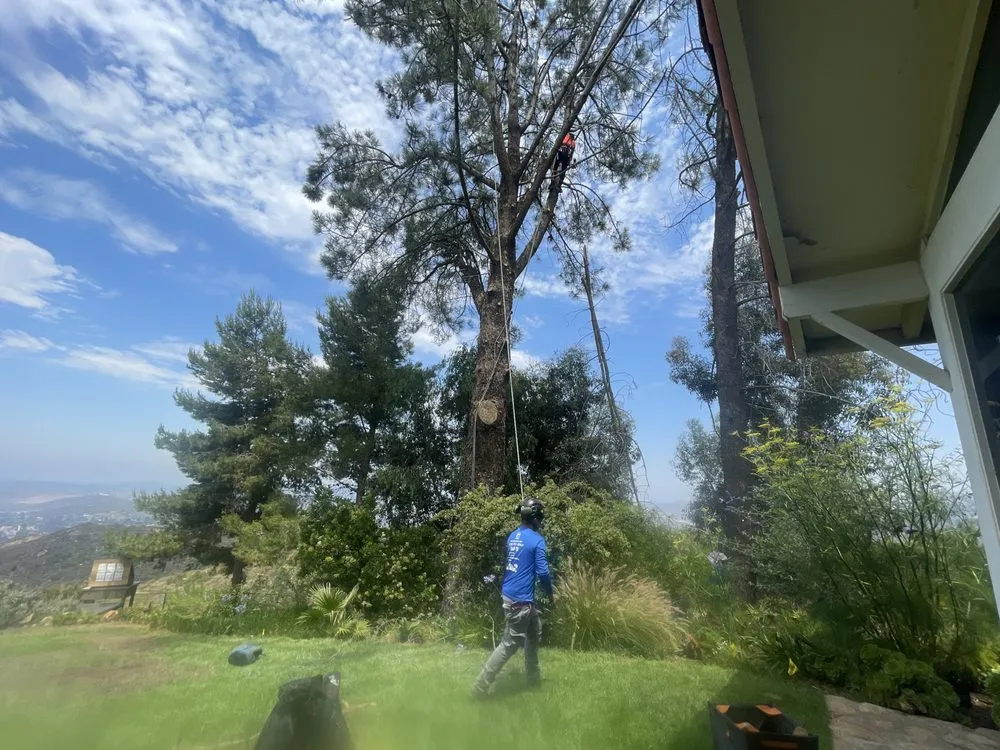 Affordable yard maintenance for beautiful yards in San Diego, CA by San Diego Arbor Aid