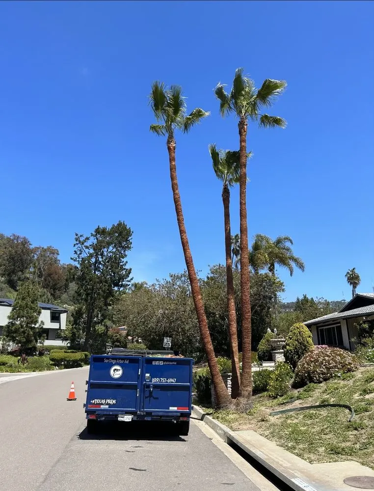 Custom landscape installation for year-round maintenance in San Diego, CA by San Diego Arbor Aid