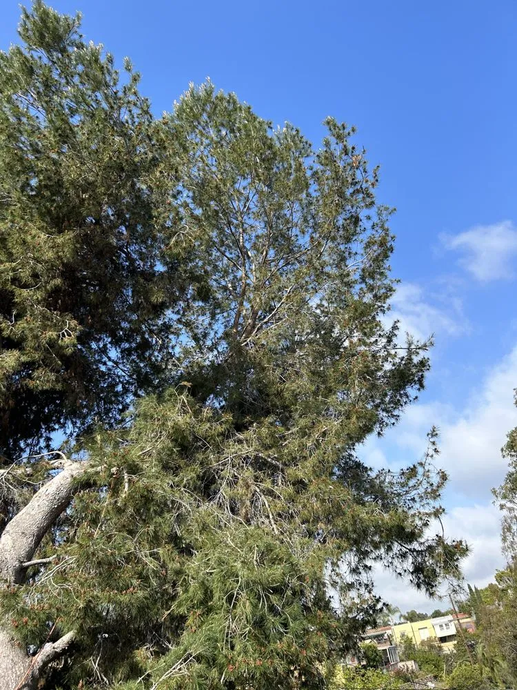 Affordable yard maintenance for homes in San Diego, CA by San Diego Arbor Aid