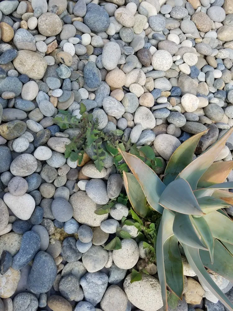 Reliable lawn mowing service in Coronado, CA by San Diego Landscape Solutions