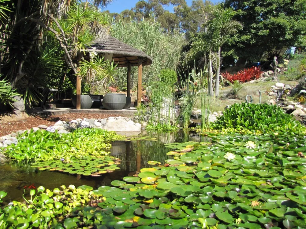Trusted yard cleanup service near you in Oceanside, CA by San Diego Ponds | Koi Pond Installer