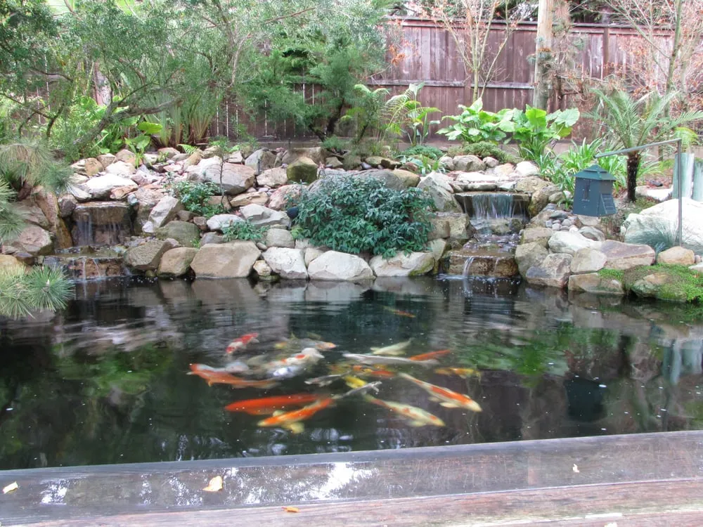 Local yard maintenance in Oceanside, CA - San Diego Ponds | Koi Pond Installer