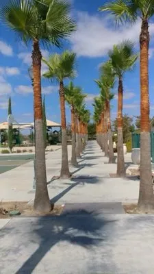 San Diego Tree Maintenance and Landscape Logo