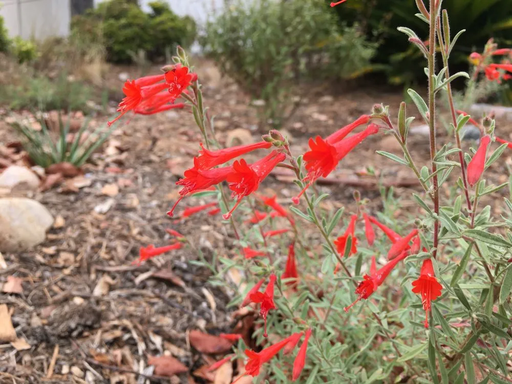 Local yard maintenance in San Diego, CA by San Diego Wildflower Gardens