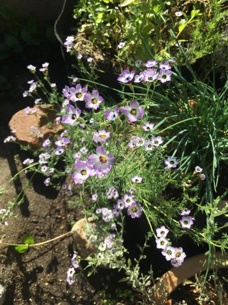 Local residential landscaping in San Diego, CA by San Diego Wildflower Gardens