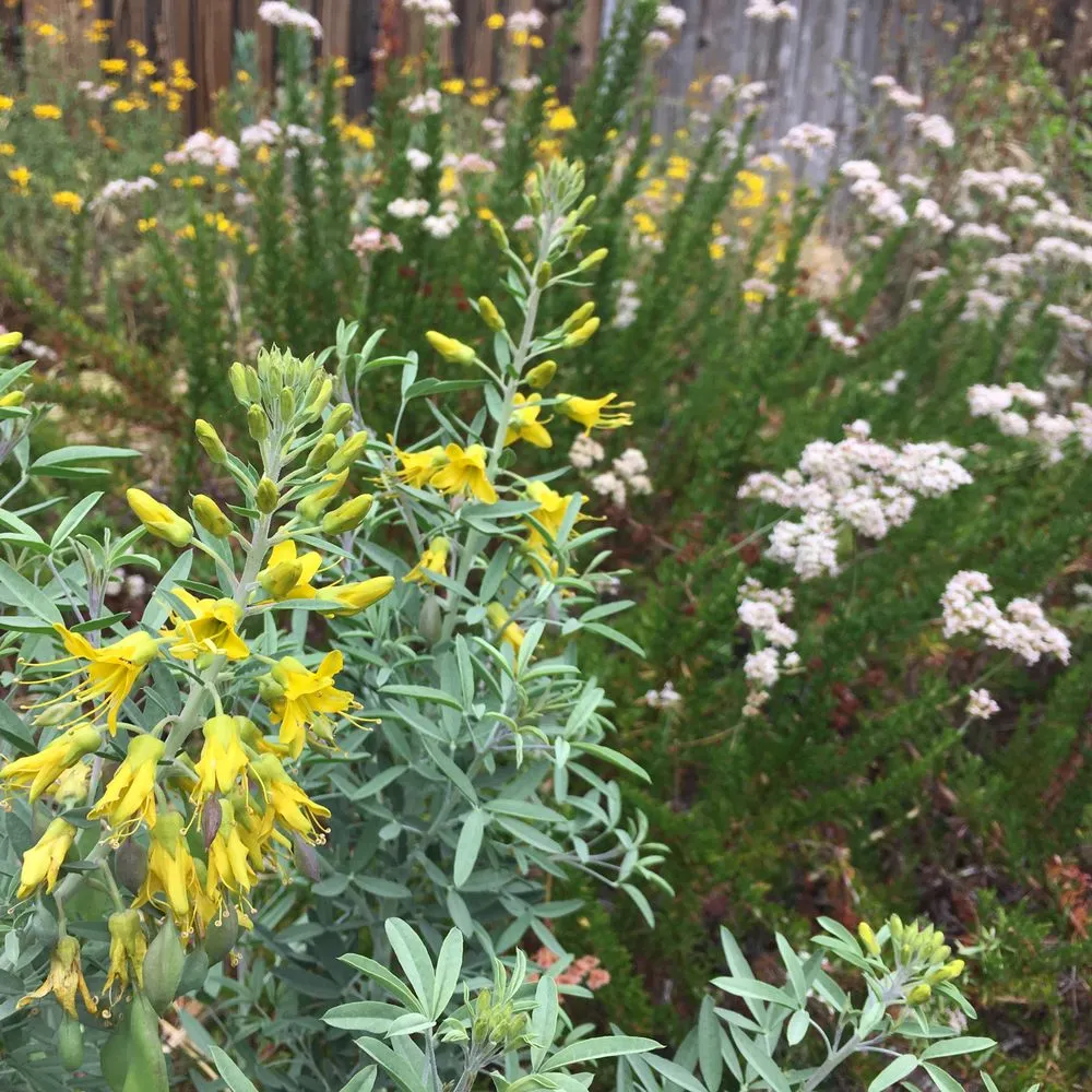 Affordable landscape design with custom design in San Diego, CA by San Diego Wildflower Gardens