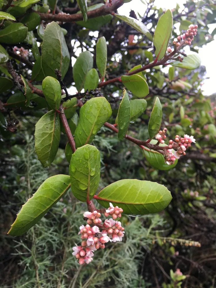 Custom lawn mowing service near you in San Diego, CA by San Diego Wildflower Gardens