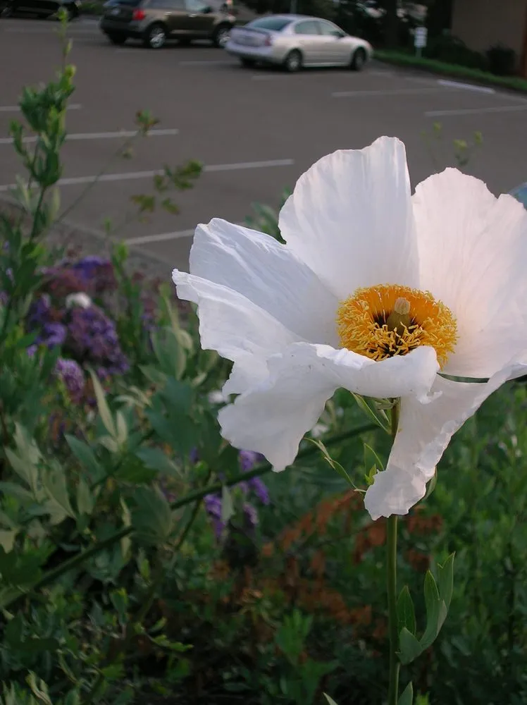 Custom lawn care service for beautiful yards across San Diego, CA - San Diego Wildflower Gardens