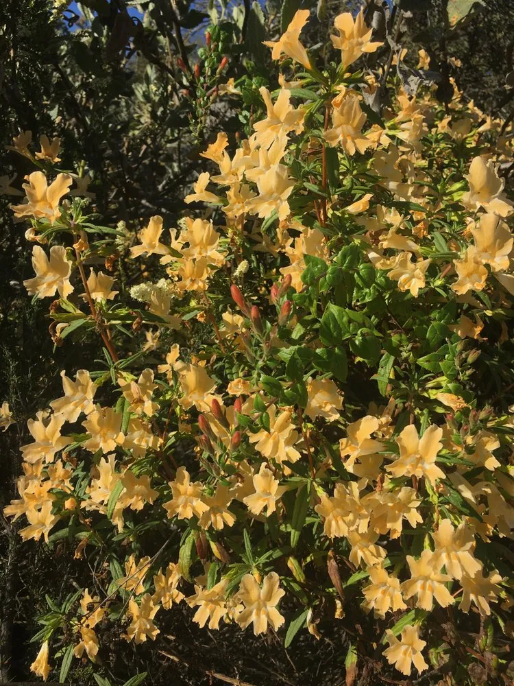 Top-rated yard maintenance for homes across San Diego, CA - San Diego Wildflower Gardens