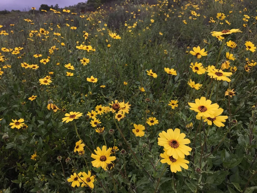 Local yard cleanup service for beautiful yards in San Diego, CA by San Diego Wildflower Gardens