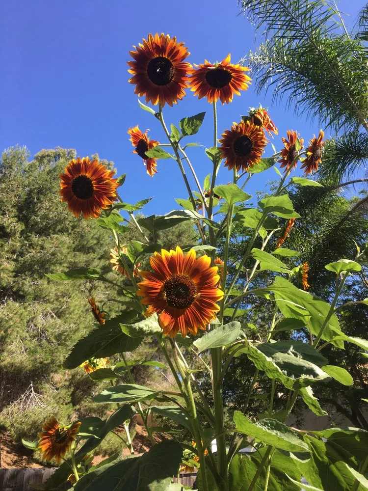 Local lawn care service for residential properties in San Diego, CA by San Diego Wildflower Gardens