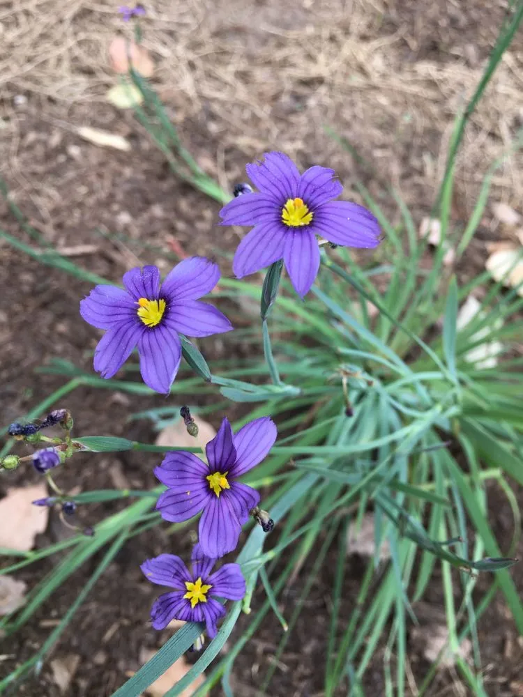 Expert lawn mowing service experts serving San Diego, CA - San Diego Wildflower Gardens