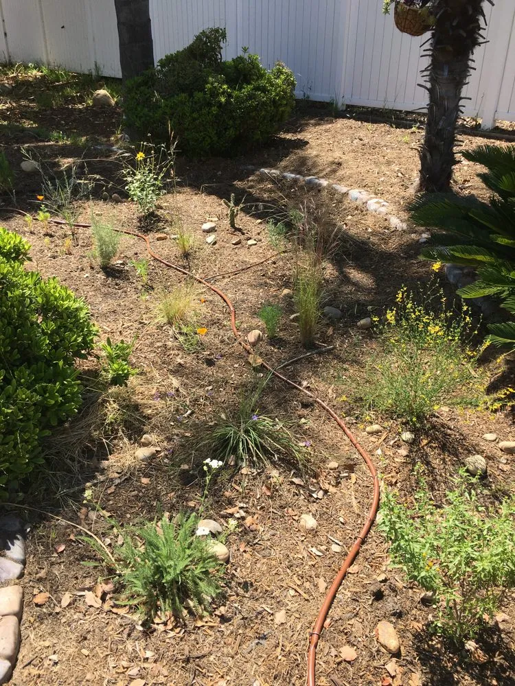 Reliable yard maintenance experts serving San Diego, CA - San Diego Wildflower Gardens
