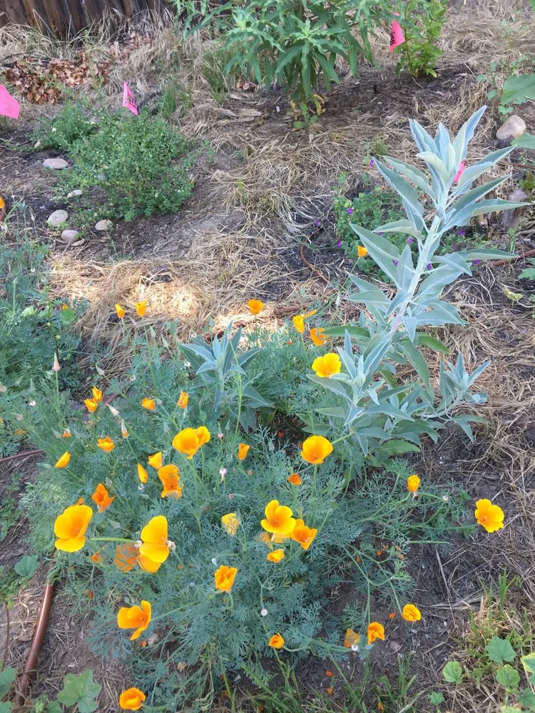 Custom garden landscaping experts serving San Diego, CA - San Diego Wildflower Gardens