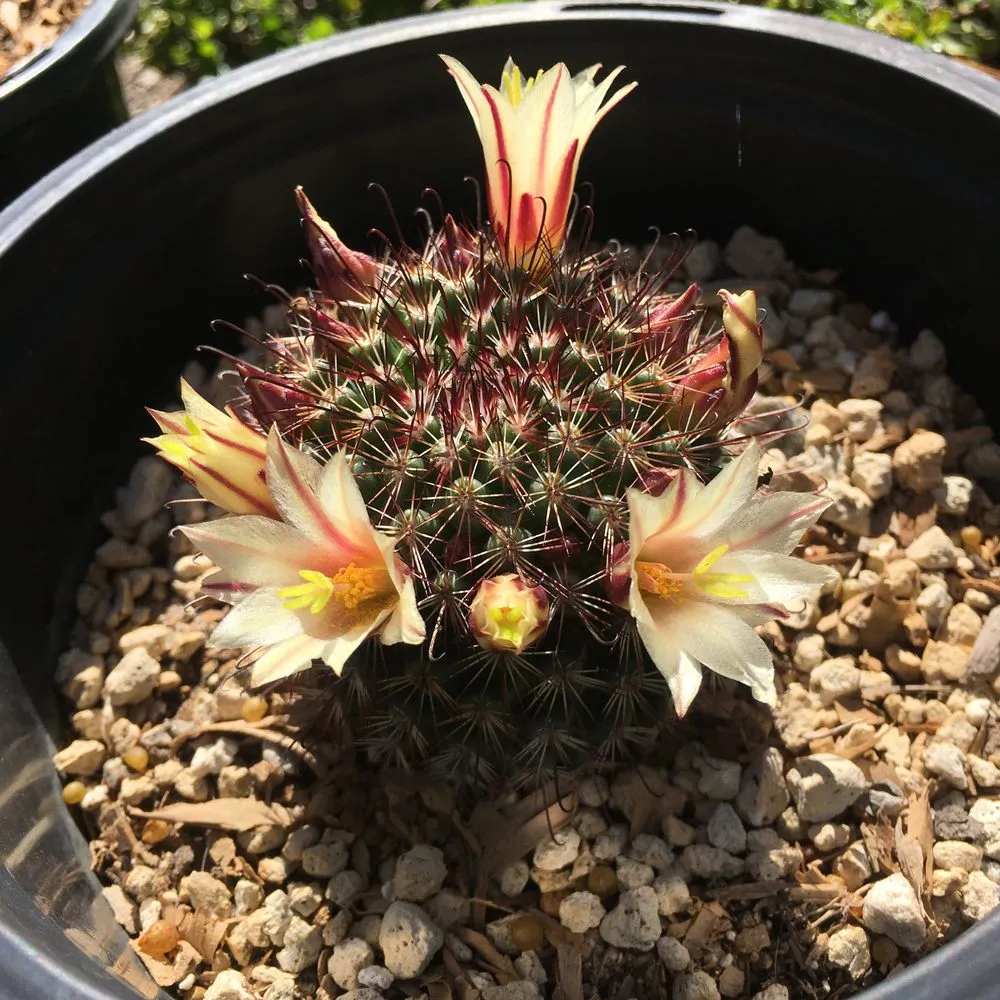 Expert landscape installation for beautiful yards in San Diego, CA by San Diego Wildflower Gardens