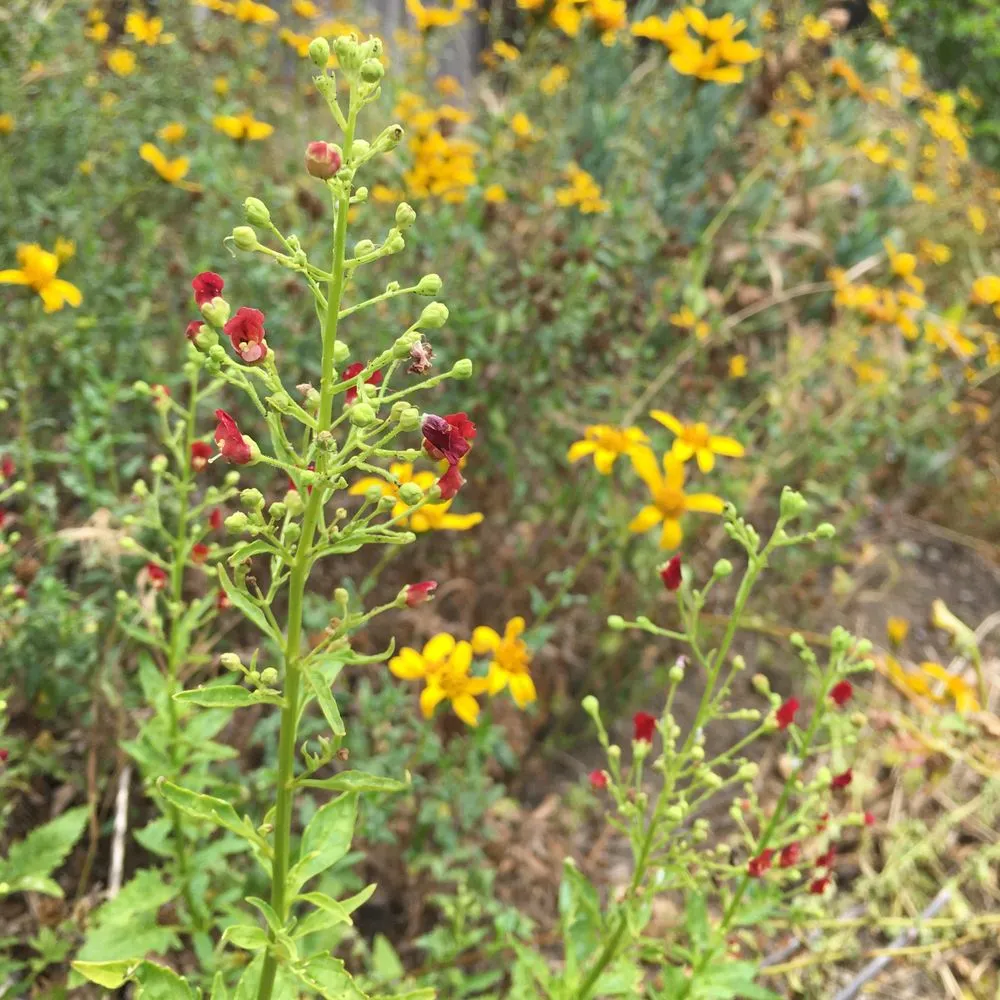 Professional lawn care service in San Diego, CA by San Diego Wildflower Gardens