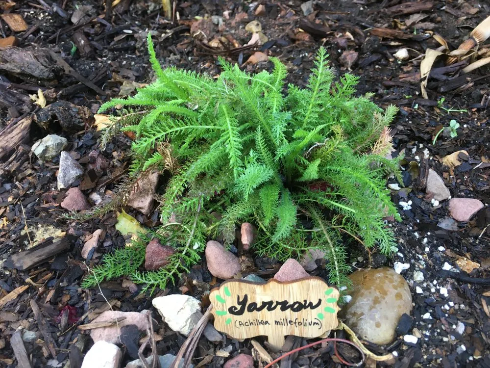 Local landscape installation experts serving San Diego, CA - San Diego Wildflower Gardens