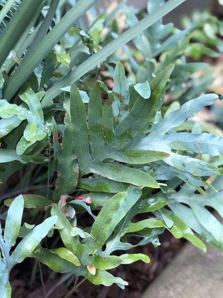 Expert lawn care service for outdoor upgrades across San Francisco, CA - San Francisco Garden Man