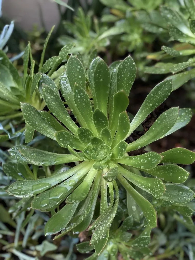 Reliable lawn care service near you across San Francisco, CA - San Francisco Garden Man