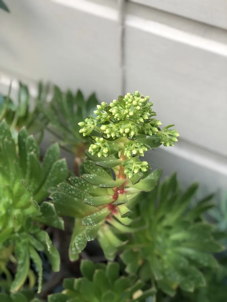 Expert landscape installation in San Francisco, CA by San Francisco Garden Man