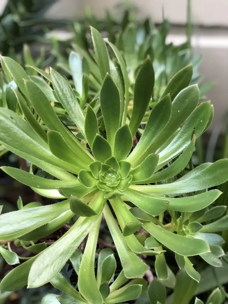 Expert landscape design experts serving San Francisco, CA - San Francisco Garden Man