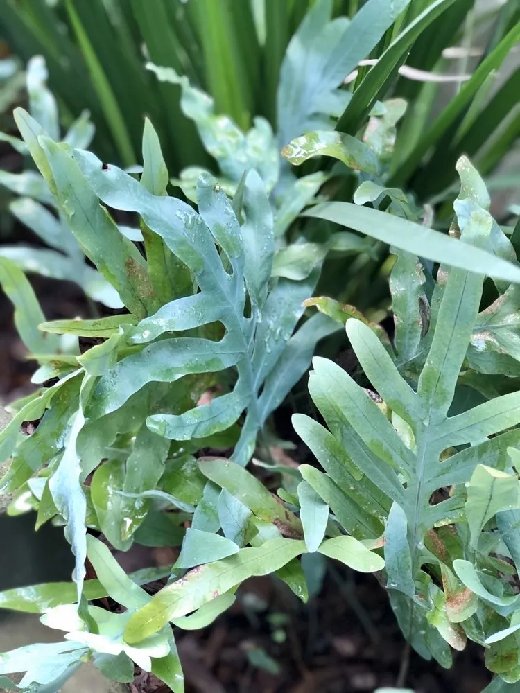 Expert yard maintenance for outdoor upgrades across San Francisco, CA - San Francisco Garden Man