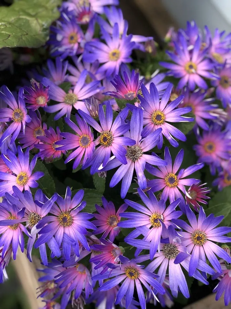 Trusted yard cleanup service for homes in San Francisco, CA by San Francisco Garden Man