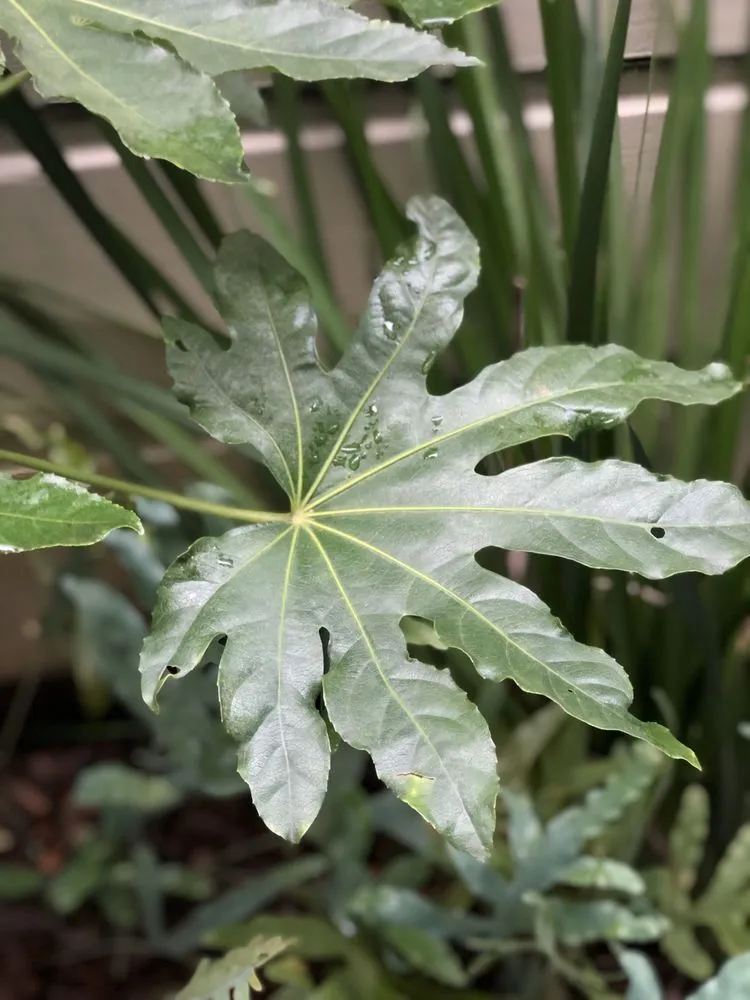 Top-rated landscape design in San Francisco, CA - San Francisco Garden Man