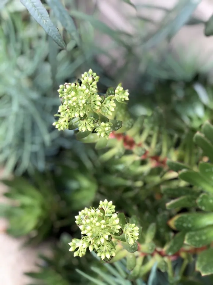 Professional garden landscaping experts serving San Francisco, CA - San Francisco Garden Man