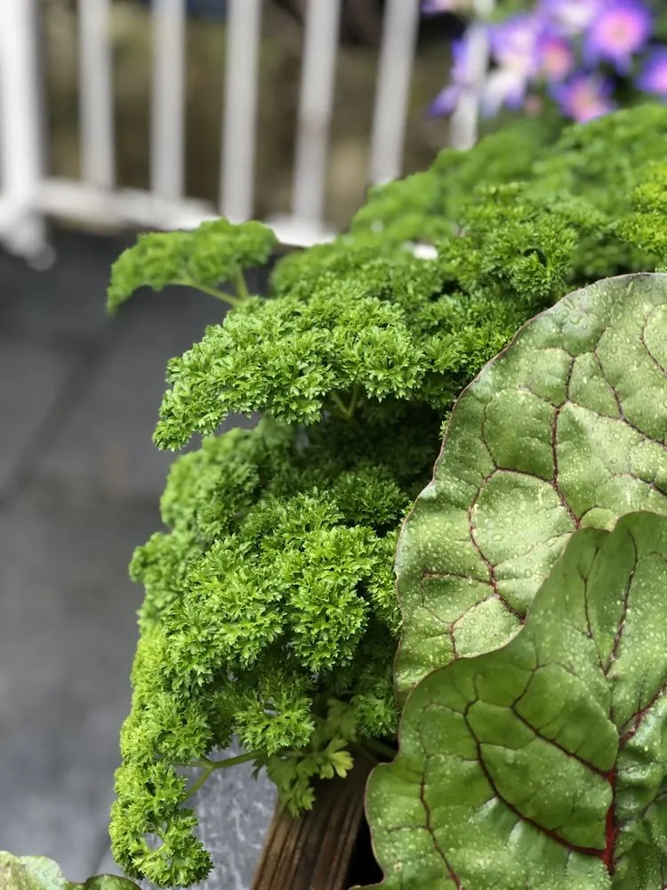 Custom yard cleanup service experts serving San Francisco, CA - San Francisco Garden Man