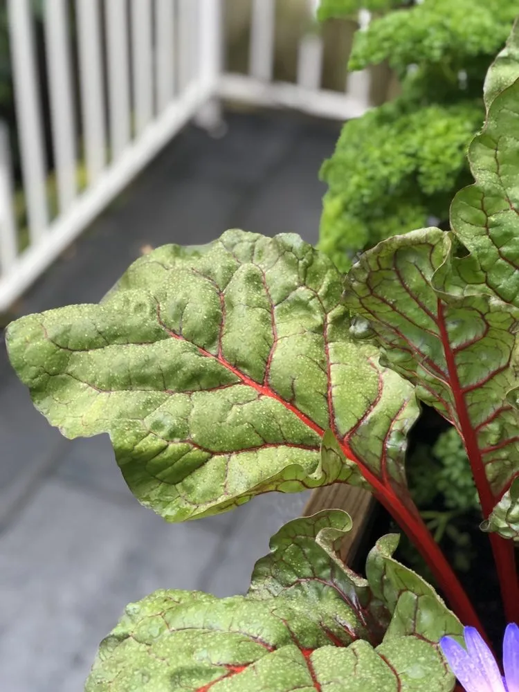 Professional yard cleanup service with custom design across San Francisco, CA - San Francisco Garden Man