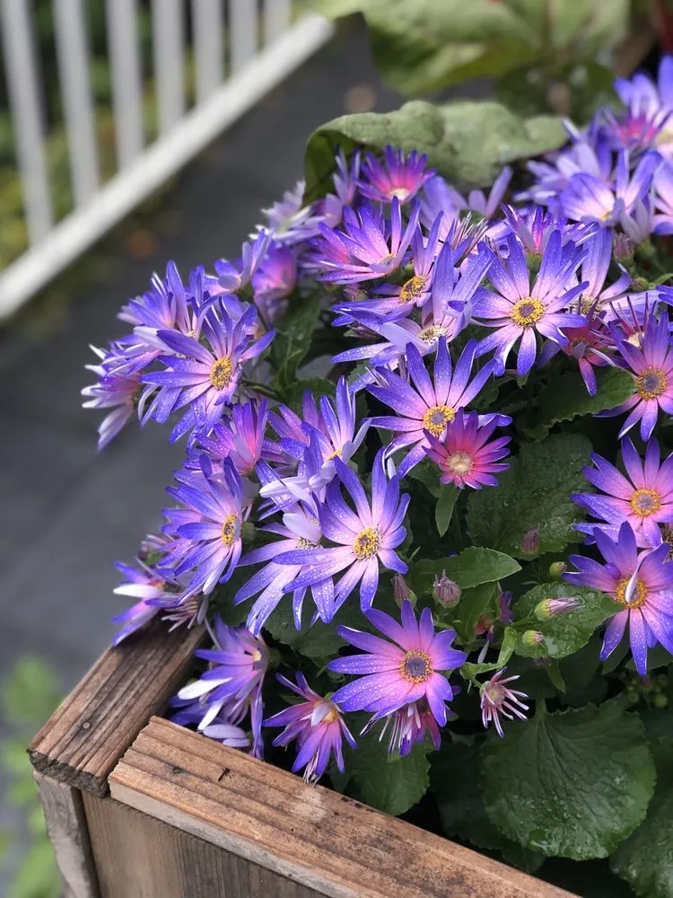 Reliable garden landscaping for residential properties in San Francisco, CA by San Francisco Garden Man