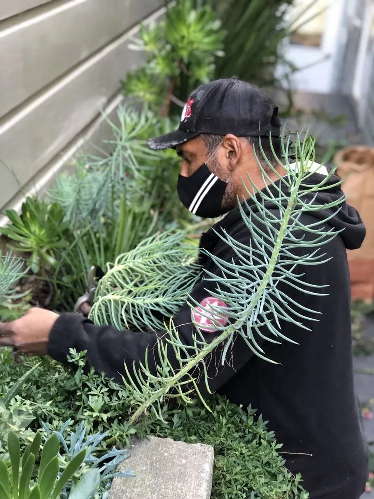 Local garden landscaping in San Francisco, CA by San Francisco Garden Man