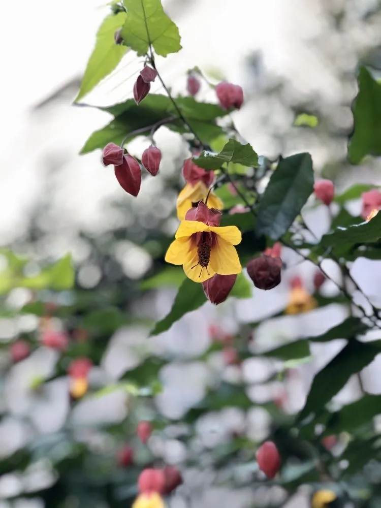 Local lawn mowing service experts serving San Francisco, CA - San Francisco Garden Man