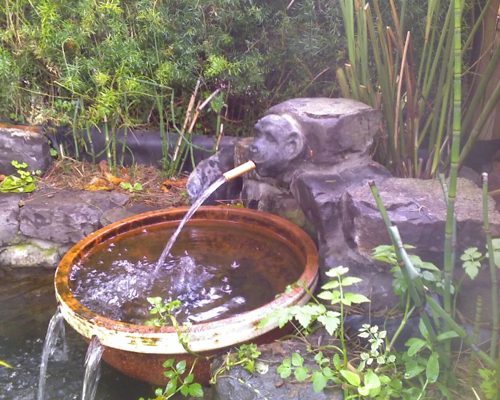 Professional yard cleanup service for homes across San Francisco, CA - San Francisco Landscapes