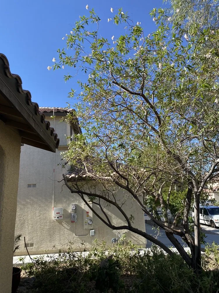 Reliable landscape design in North Las Vegas, NV - San Jose Flores Landscaping