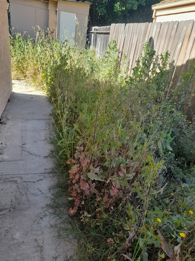 Expert lawn mowing service with custom design across Sacramento, CA - San Jose Landscape