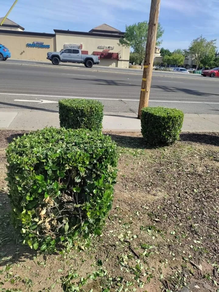 Trusted yard cleanup service in Sacramento, CA - San Jose Landscape