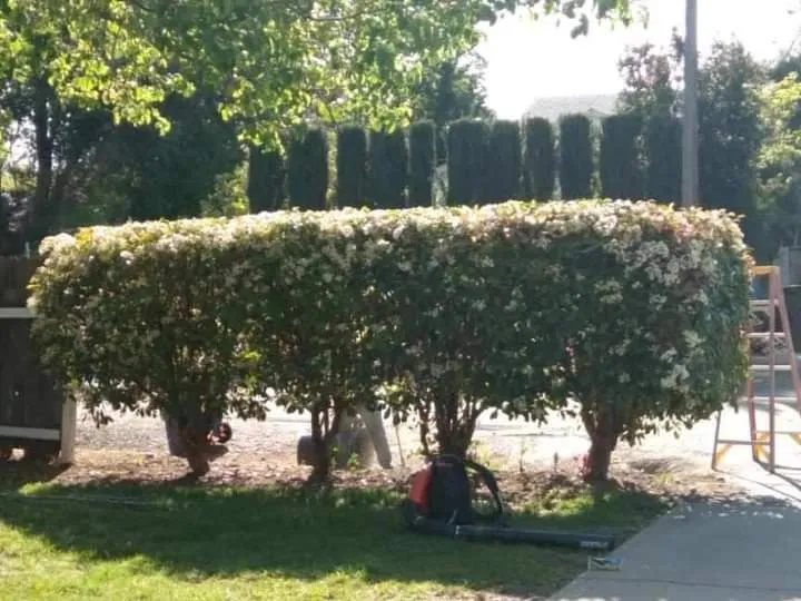 Affordable yard maintenance experts serving Sacramento, CA - San Jose Landscape