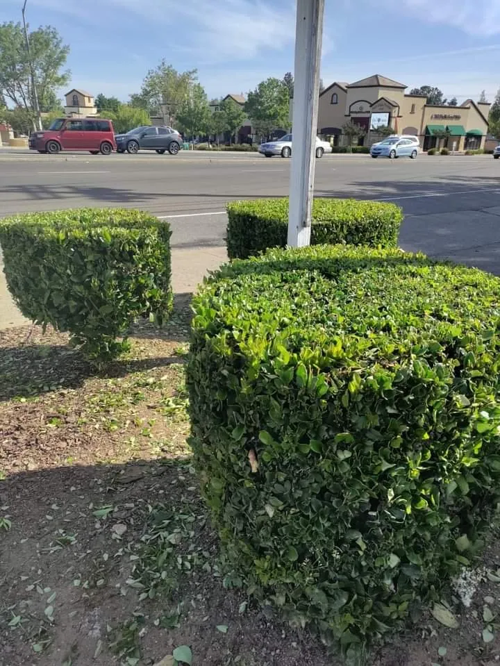 Professional yard cleanup service experts serving Sacramento, CA - San Jose Landscape