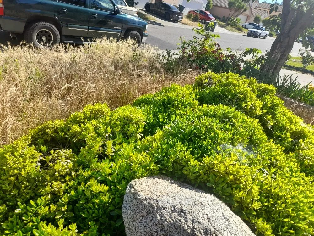 Expert yard cleanup service for residential properties in Sacramento, CA by San Jose Landscape