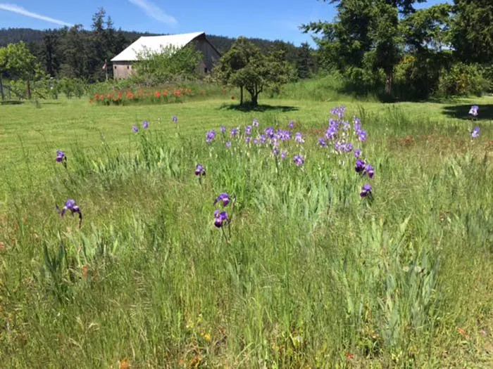 Custom landscaping services with custom design in Friday Harbor, WA by San Juan Landscape Pros
