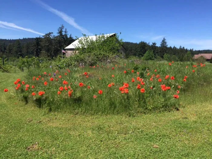 Local landscape design in Friday Harbor, WA - San Juan Landscape Pros