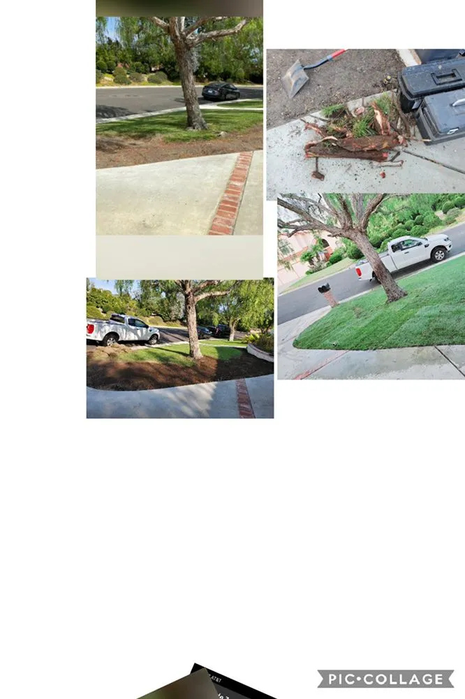 Professional yard maintenance for year-round maintenance across Solana Beach, CA - San Judas Landscaping And Services