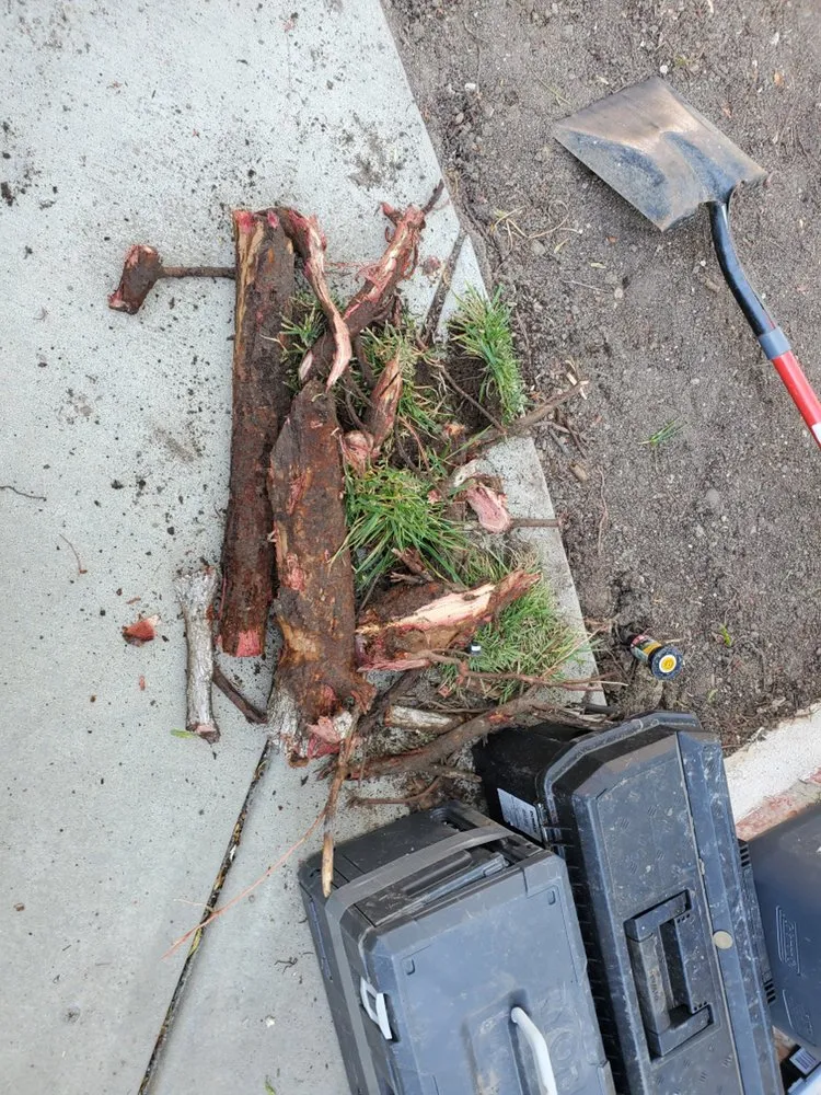 Local landscape design for year-round maintenance across Solana Beach, CA - San Judas Landscaping And Services