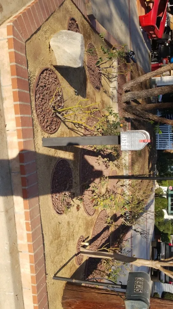 Trusted yard cleanup service for year-round maintenance across Los Angeles, CA - San Rafael Landscape