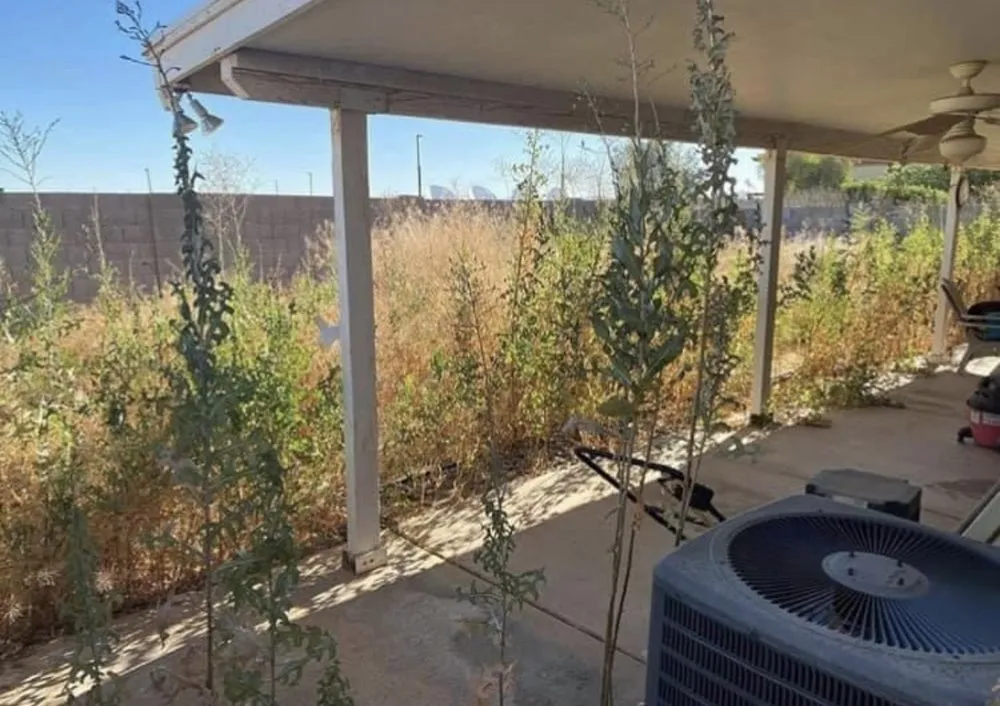 Top-rated yard cleanup service for residential properties across Queen Creek, AZ - San Tan Land Management