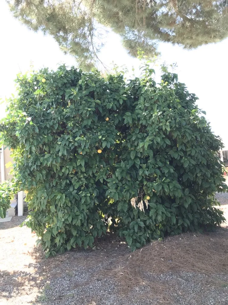 Local garden landscaping experts serving Hemet, CA - Sanchez & Bearden Gardening Service