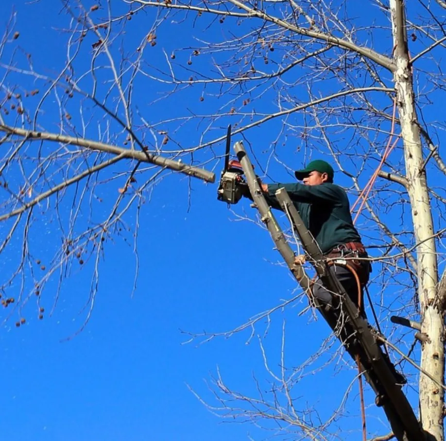 Professional landscaping services experts serving Austin, TX - Sanchez And Sons Services